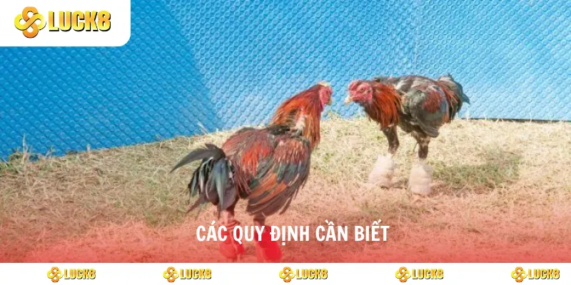 Các quy định cần biết