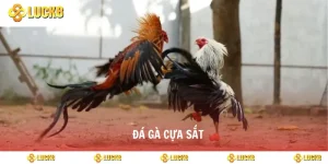đá gà cựa sắt