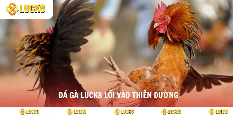 Đá gà luck8 lối vào thiên đường 