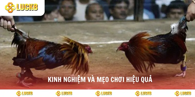 Kinh nghiệm và mẹo chơi hiệu quả