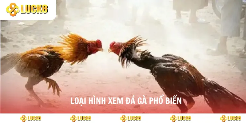Loại hình xem đá gà phổ biến