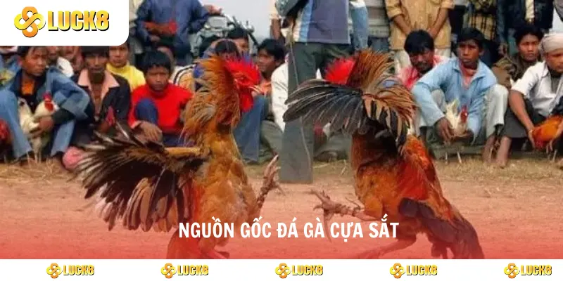 Nguồn gốc đá gà cựa sắt