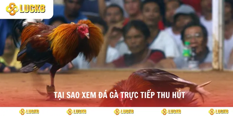 Tại sao xem đá gà trực tiếp thu hút