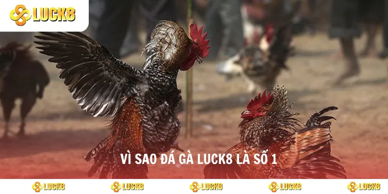 Vì sao đá gà luck8 là số 1