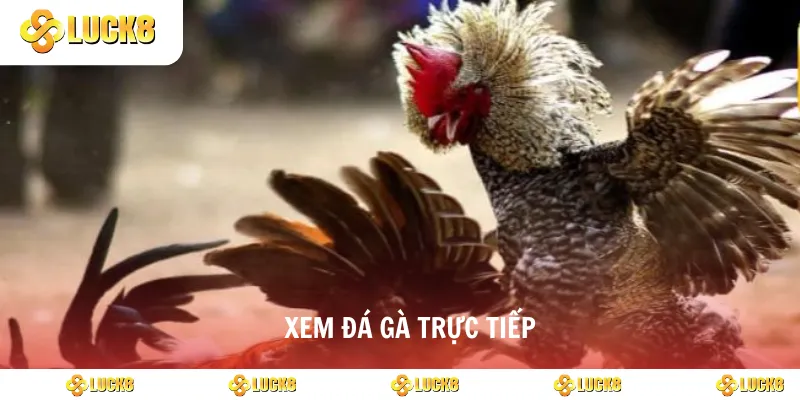 xem đá gà trực tiếp